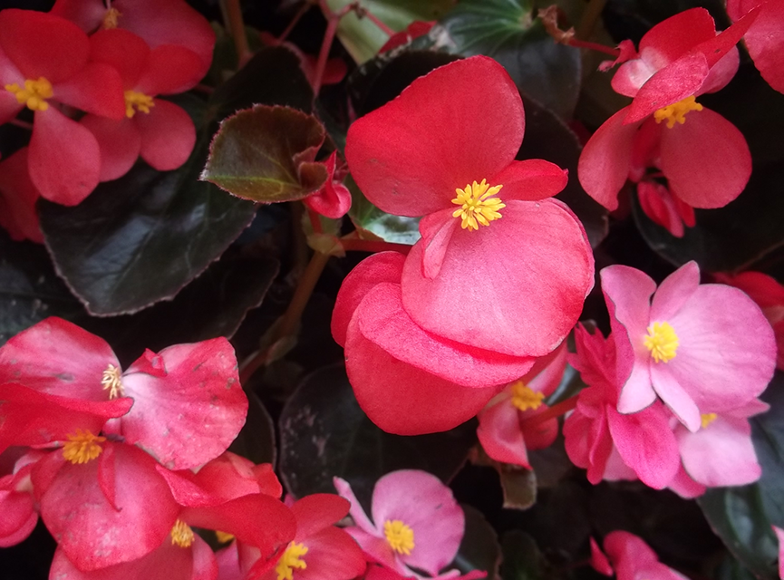 México Lindo y Querido - Flor Begonia